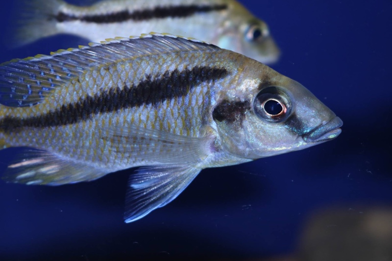 Mylochromis rotundus 'Hora Mhango'